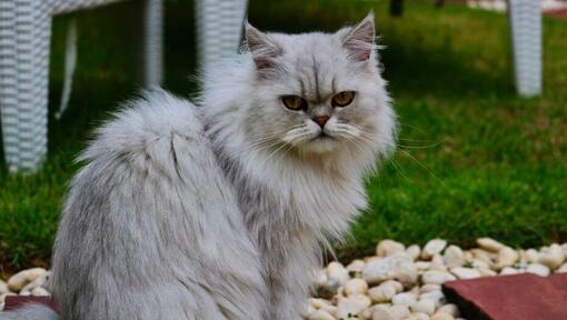 Chinchilla-kat med grå pels kigger på nogen