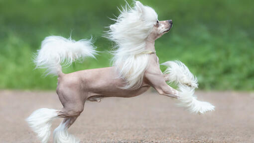 Kinesisk hund med hætte løber udendørs
