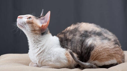 Cornish Rex-katten ligger på sofaen