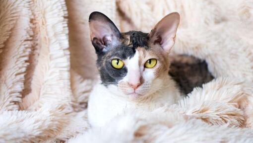 Cornish Rex-kat ligger på et tæppe