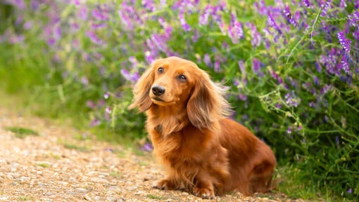 Brun miniature langhåret gravhund siddende