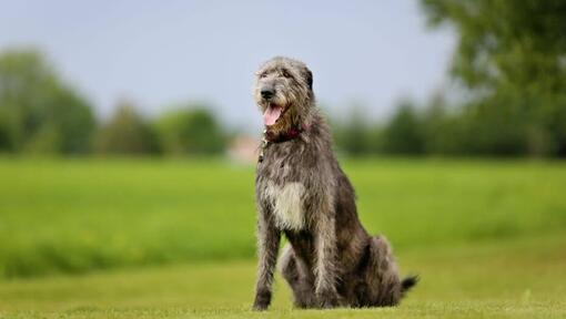 Irsk ulvehund står på græsset på en varm forårsdag