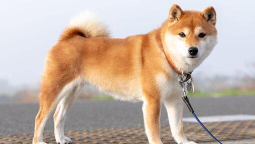 Japansk Shiba Inu står i nærheden af markerne