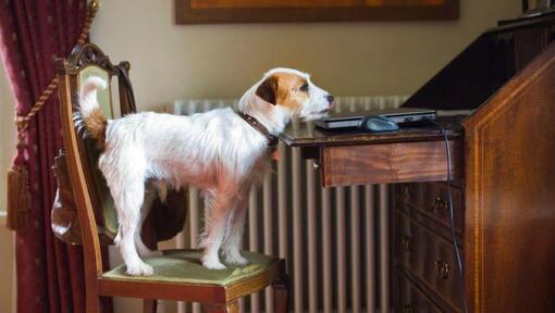 Parson Russell Terrier på stolen