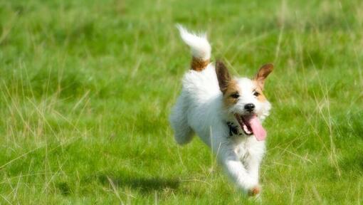 Parson Russell Terrier løber på marken