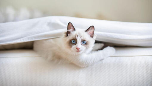 Ragdoll-kat ligger under et tæppe i sengen