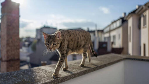 Savannah-kat går på balkonen