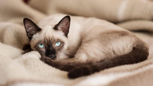 Siamesisk kat ligger på et tæppe