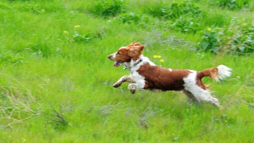 Spaniel (Welsh Springer) løber på marken med græs