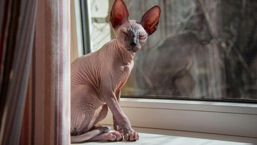 Sphynx-kat står i en vindueskarm