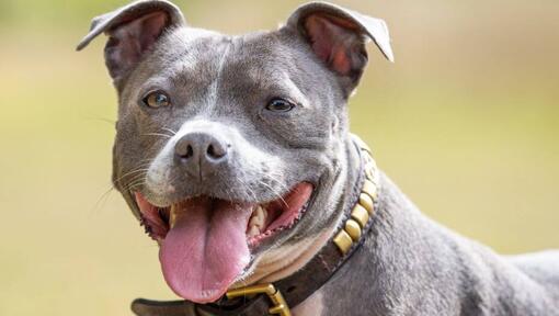 Staffordshire Bull Terrier med tungen ude