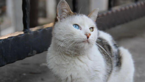 Tyrkisk van-kat sidder på balkonen