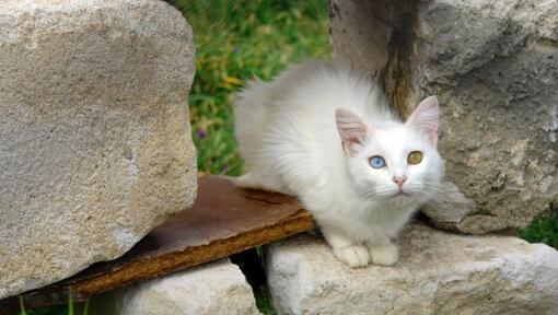 Katten Turkish Van sidder i haven