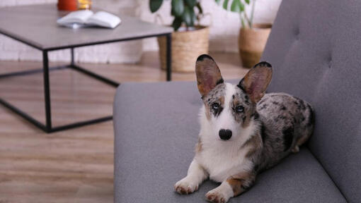 Welsh Corgi liggende på sofaen