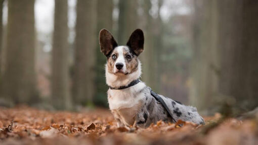 Welsh Corgi står i skoven