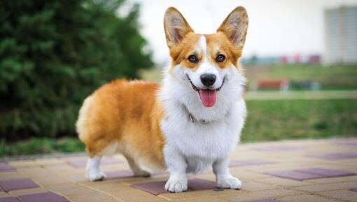 Welsh Corgi står og glæder sig