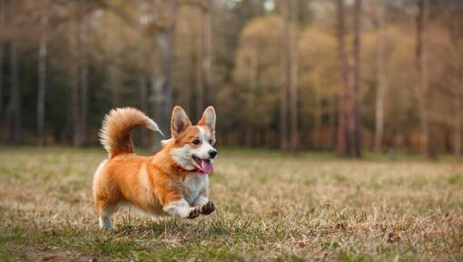 Welsh Corgi løber i skoven