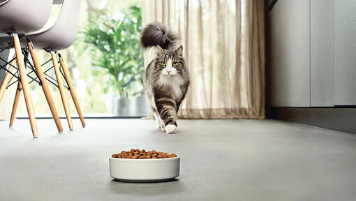 Kat nærmer sig skål med mad i moderne køkken