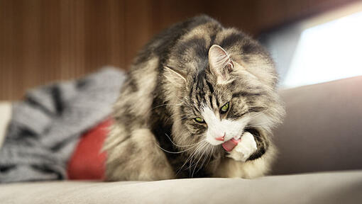 Katten plejer sig selv