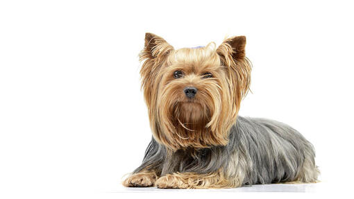 Yorkshireterrier