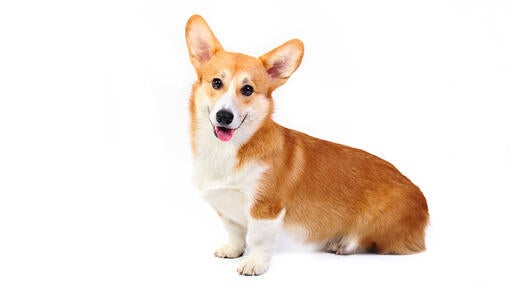 Welsh Corgi (Pembroke)