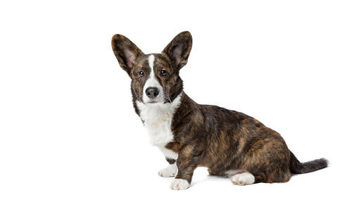 Welsh Corgi (Cardigan)