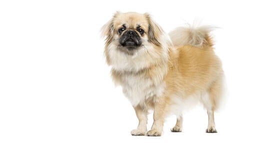 Tibetansk spaniel