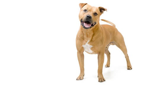 Staffordshire Bull Terrier