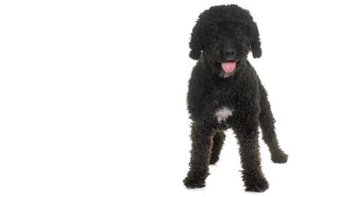 Spanish Water Dog (Spansk Vandhund)