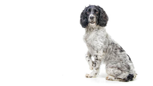 Engelsk springerspaniel