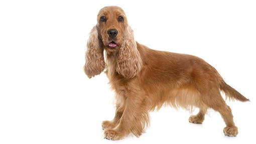 Cockerspaniel (engelsk)