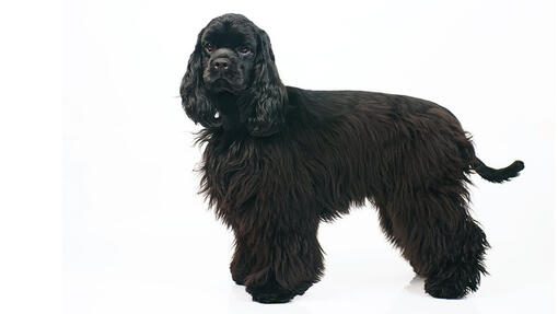 Amerikansk Cocker Spaniel