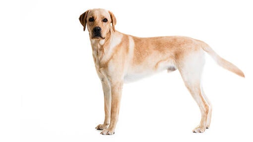 Labrador Retriever