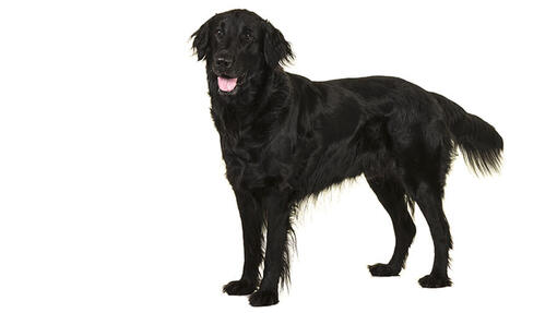 Flat-coated retriever