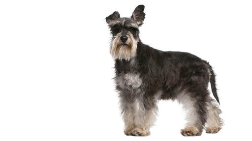 Dværgschnauzer