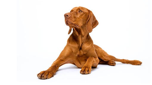 Vizsla