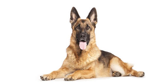 Schæferhund
