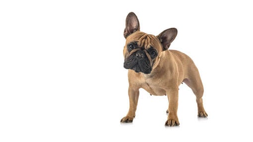 Fransk bulldog