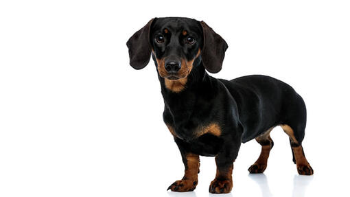 Korthåret Miniature Gravhund