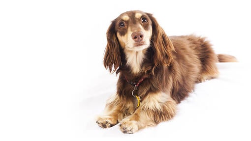 Langhåret Miniature Gravhund