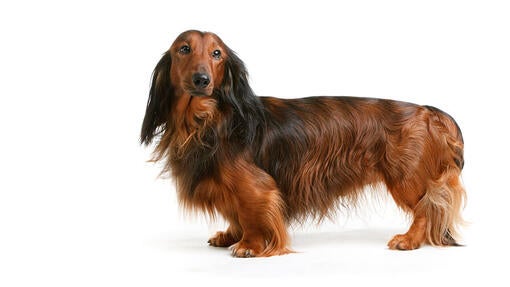 Gravhund (langhåret)