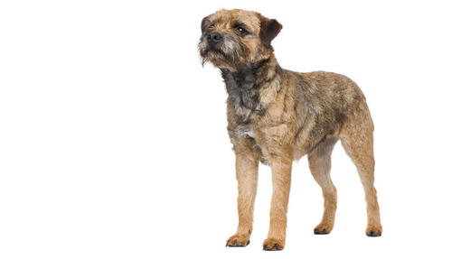 Borderterrier