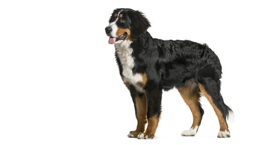 Berner Sennenhund