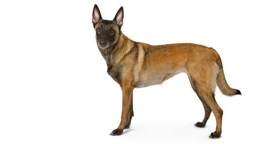 Belgisk hyrdehund, Malinois