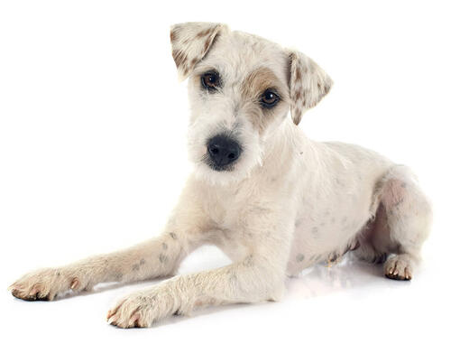 Parson Russell-terrier