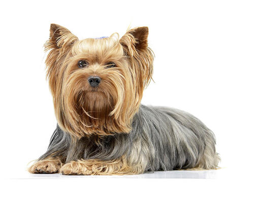 Yorkshireterrier