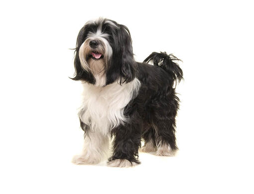 Tibetansk terrier