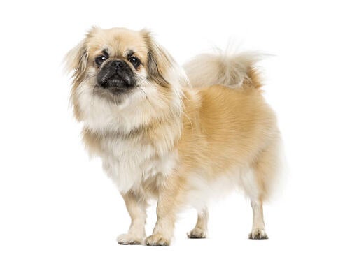 Tibetansk spaniel
