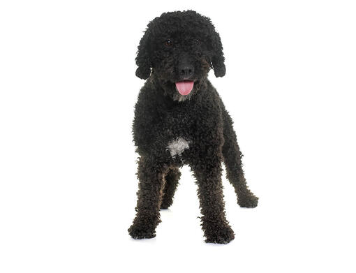 Spanish Water Dog (Spansk Vandhund)