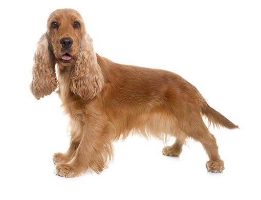 Cockerspaniel (engelsk)
